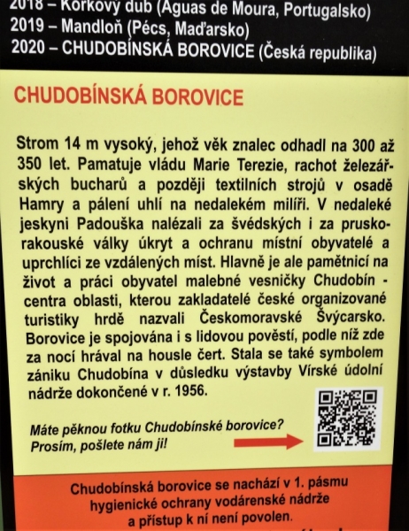 Chudobínská borovice